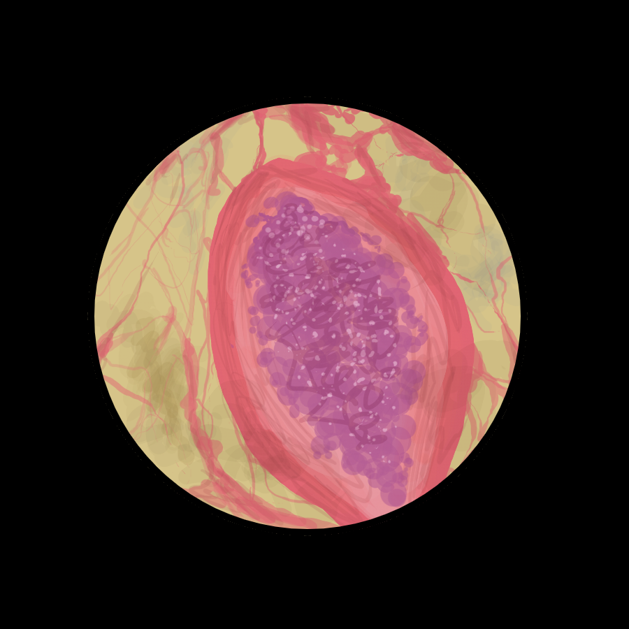 Микропрепарат гиалинового хряща под микроскопом. увеличение 10х10